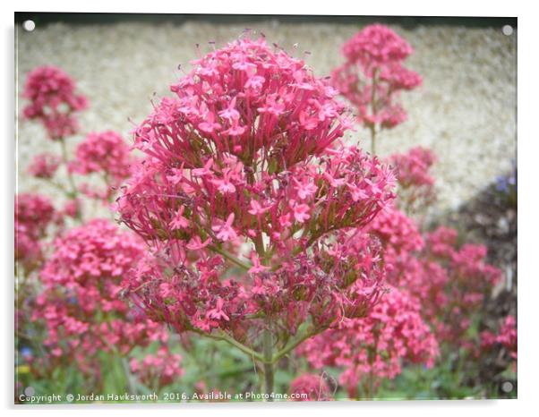 Pink flowery/leafy bush/tree Acrylic by Jordan Hawksworth