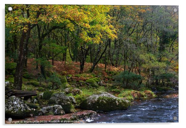 Dartmoor woodland in autumn Acrylic by Bruce Little
