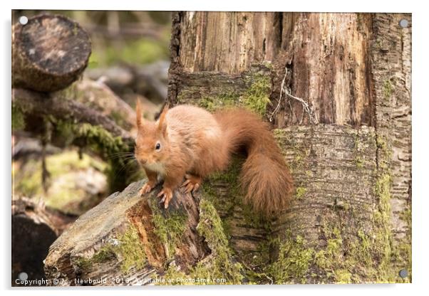Red Squirrel in Woodland  Acrylic by Joy Newbould