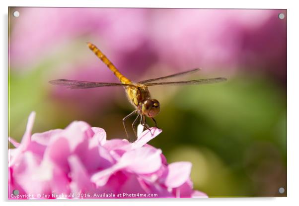 Common Darter Dragonfly on Pink Hydrangea Acrylic by Joy Newbould