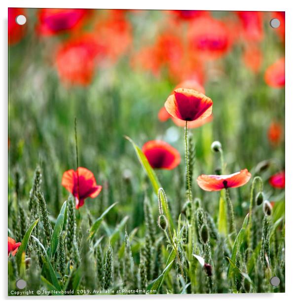 Poppies 2 - Papaver rhoeas  Acrylic by Joy Newbould