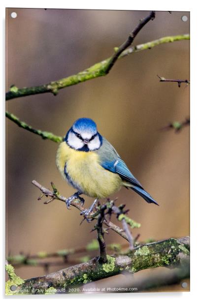 Bluetit Acrylic by Joy Newbould