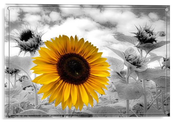 Sunflower Field Acrylic by Joy Newbould