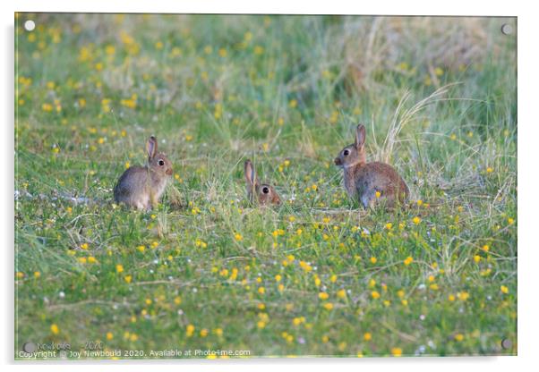 Three Rabbits in a field of Wildflowers  Acrylic by Joy Newbould