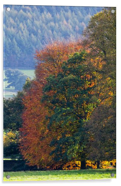 Autumn Trees  Acrylic by Joy Newbould