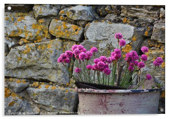 Sea Pinks against a lichen covered wall.  Acrylic by Joy Newbould