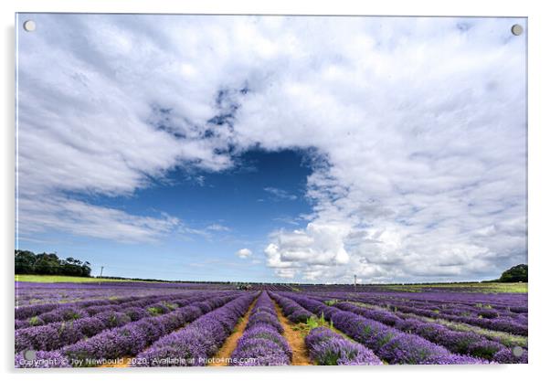 Lavender Field in Norfolk Acrylic by Joy Newbould