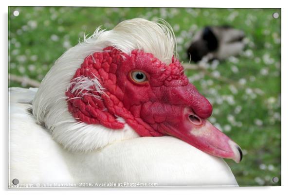 Muscovy in the Sun Acrylic by Julie Munckton