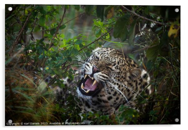 A Leopard hiding in the thick African bush Acrylic by Karl Daniels