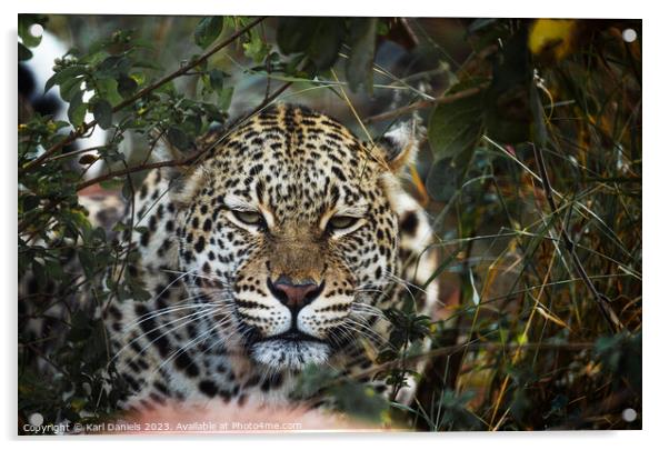 Leopard checking out from a Bush Acrylic by Karl Daniels