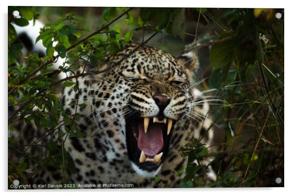 African Leopard Roar Acrylic by Karl Daniels