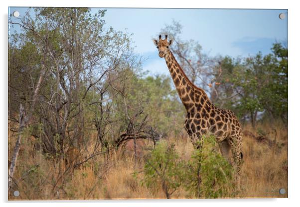 African Wildlife Acrylic by Karl Daniels