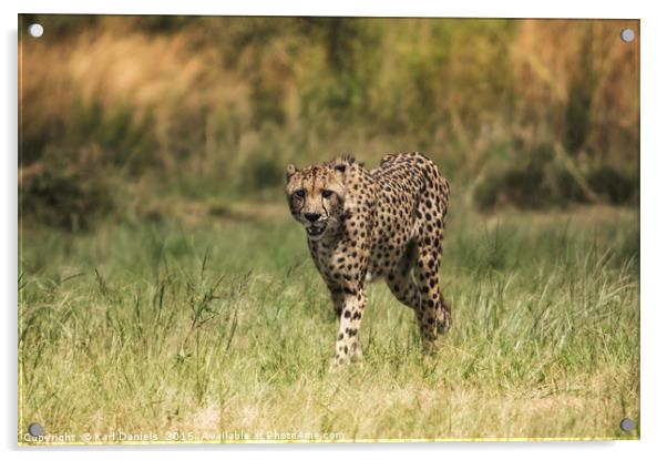 Cheetah In the Open Acrylic by Karl Daniels