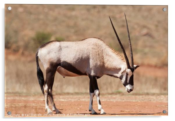 Gemsbok Acrylic by Karl Daniels