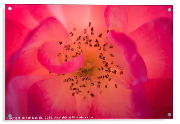 Rosey Inside Acrylic by Karl Daniels