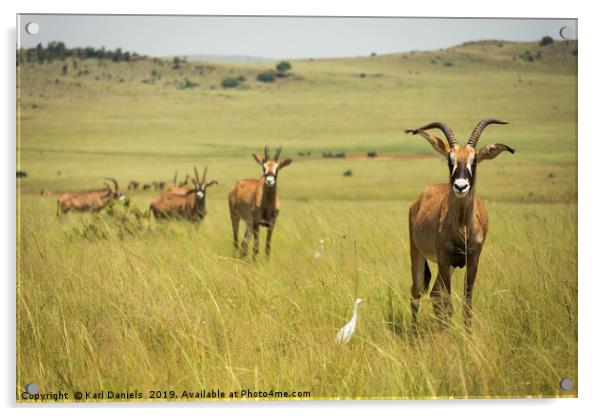 Roan Antelope on Africa Savannah  Acrylic by Karl Daniels
