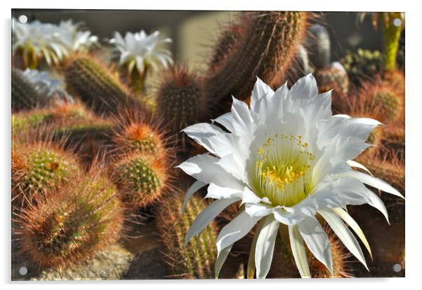Cactus Flower Acrylic by Adrian Susman