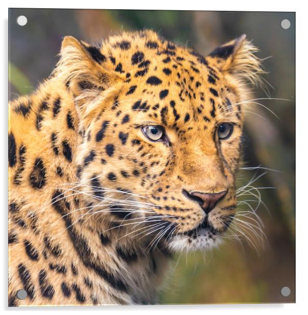 Amur Leopard Acrylic by Jim Hughes