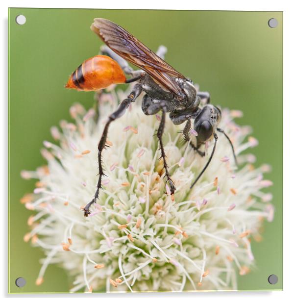 Thread-waisted wasp Prionyx Acrylic by Jim Hughes