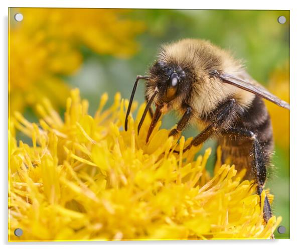Bumblebee on Goldenrod Acrylic by Jim Hughes