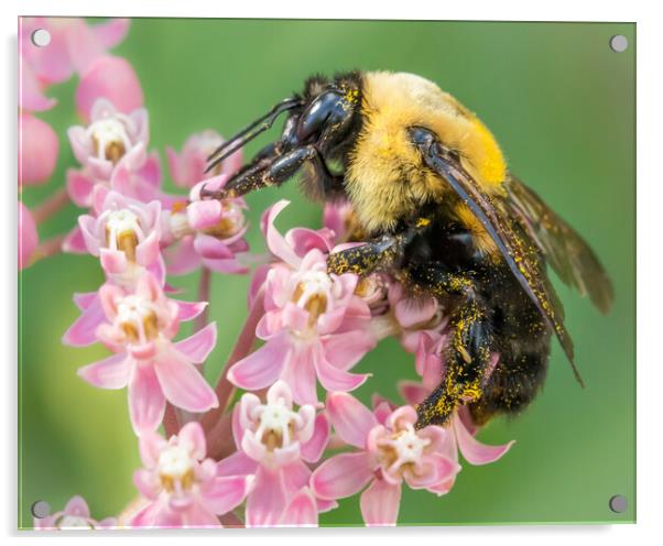 Bumblebee Queen Acrylic by Jim Hughes