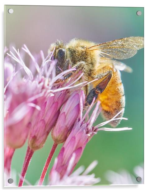 Honey Bee on Joe Pye Weed Acrylic by Jim Hughes