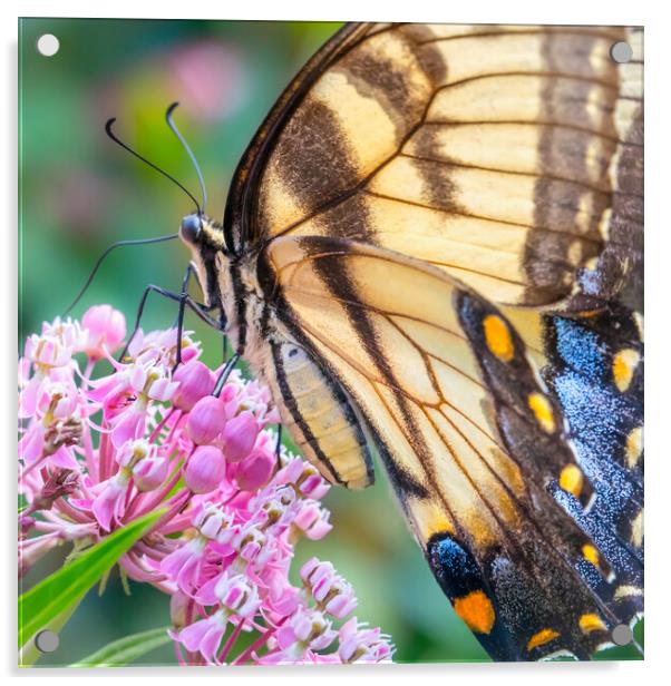 Eastern Tiger Swallowtail butterfly Acrylic by Jim Hughes