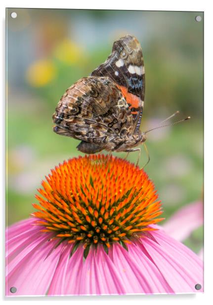 Red Admiral butterfly on coneflower Acrylic by Jim Hughes