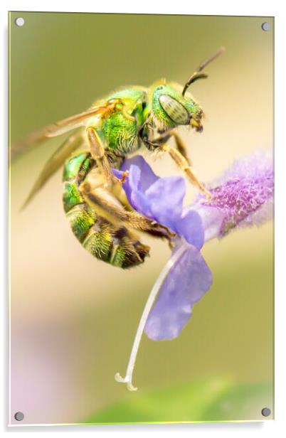 Brilliant Green Bee Acrylic by Jim Hughes