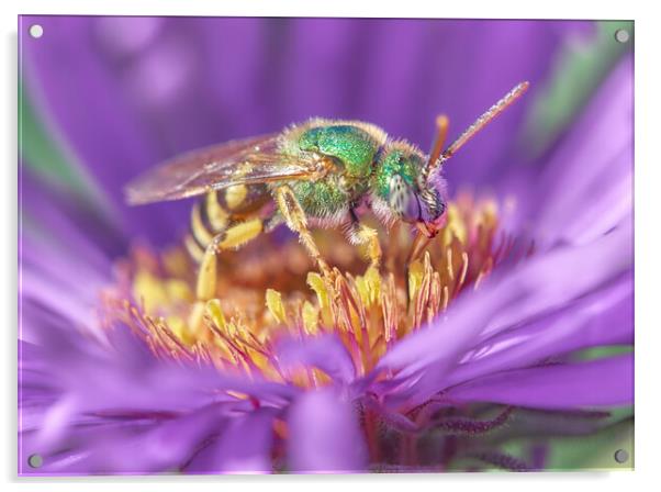 Metallic Green Halactid bee  on Aster Acrylic by Jim Hughes