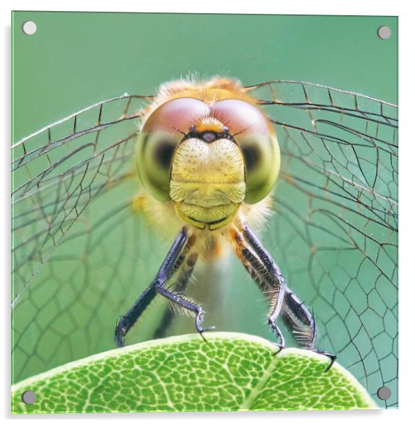 Dragonfly Face Acrylic by Jim Hughes