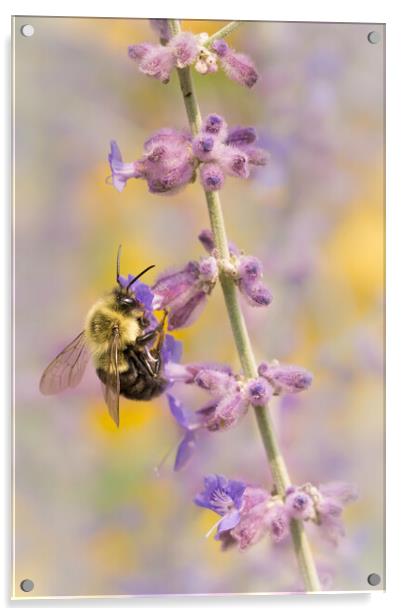 Bumble Bee on Russian Sage Acrylic by Jim Hughes