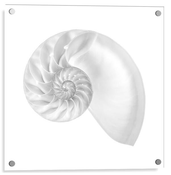 Nautilus shell Acrylic by Jim Hughes