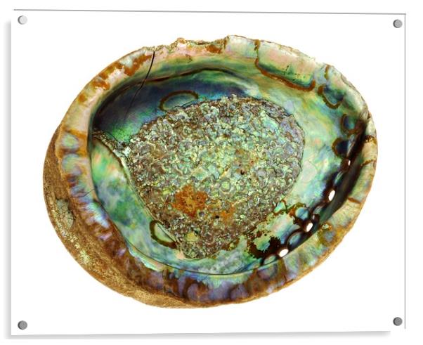 abalone seashell Acrylic by Jim Hughes