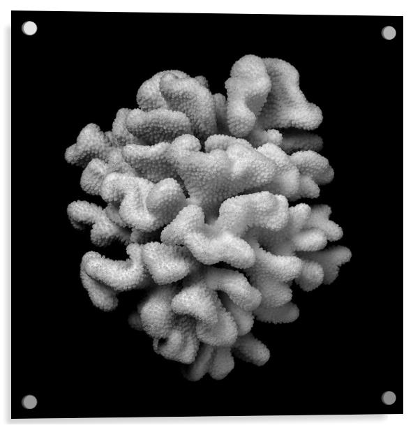 Brain Coral Acrylic by Jim Hughes