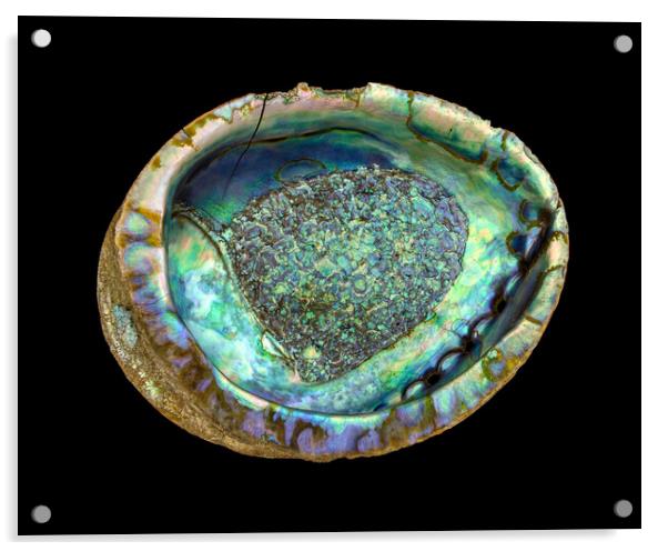 abalone seashell Acrylic by Jim Hughes