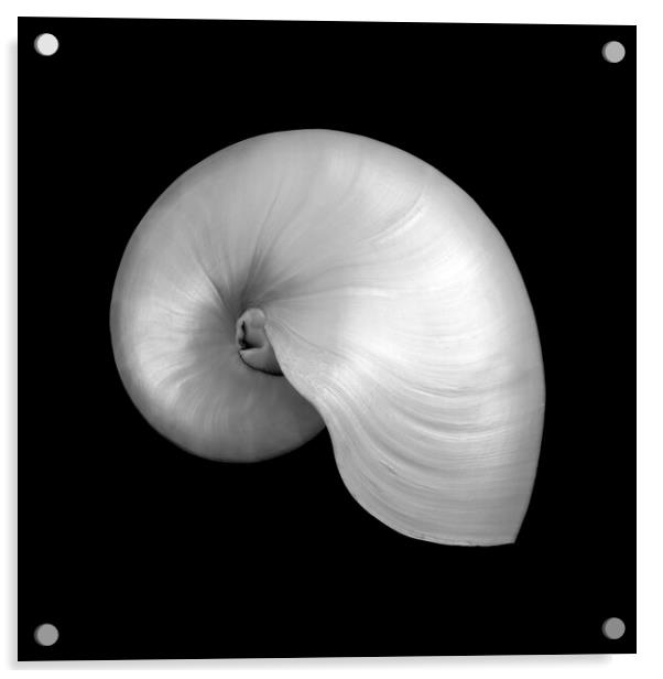 Polished Nautilus shell Acrylic by Jim Hughes