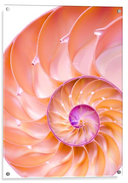 Nautilus spiral Acrylic by Jim Hughes