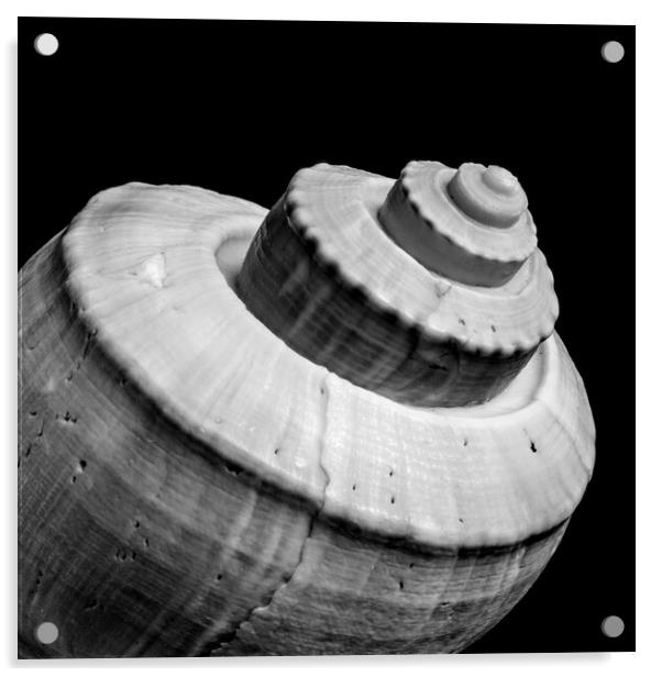 Channeled Whelk sea shell Acrylic by Jim Hughes
