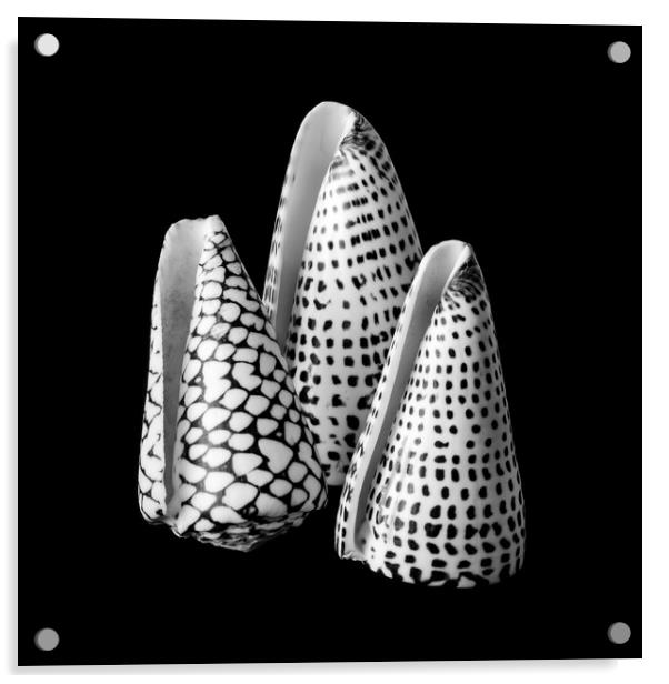 Alphabet Cone shells Conus Spurius Acrylic by Jim Hughes