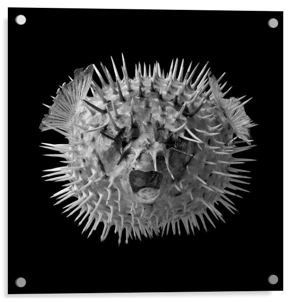 Porcupine Fish Acrylic by Jim Hughes