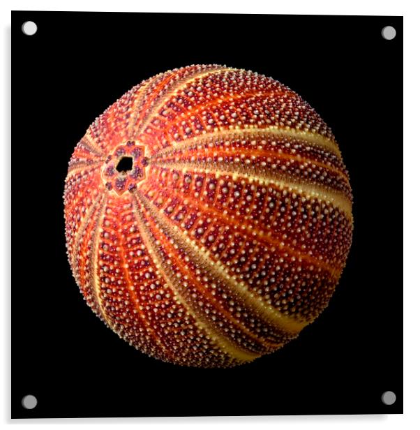 Sea Urchin 2 Acrylic by Jim Hughes