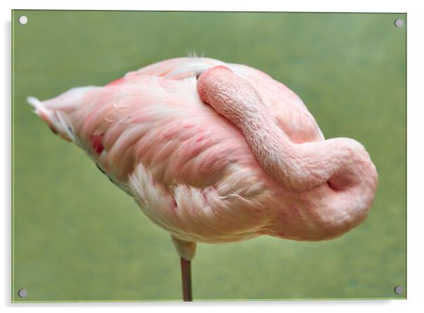 Flamingo At Rest Acrylic by Jim Hughes