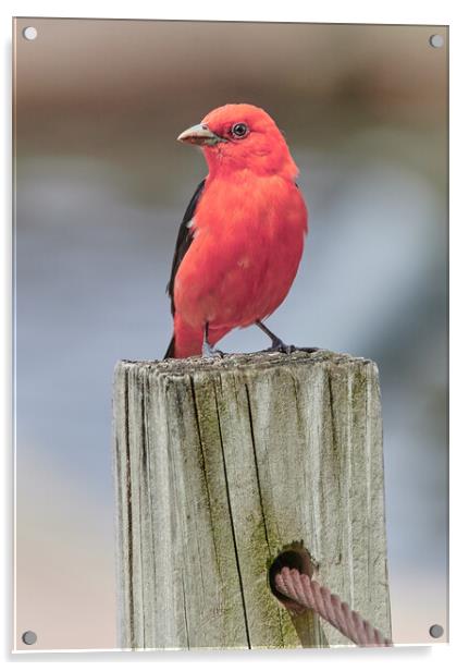 Scarlet Tanager On A Dock Acrylic by Jim Hughes
