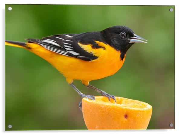 Male Baltimore Oriole perched on an orange Acrylic by Jim Hughes