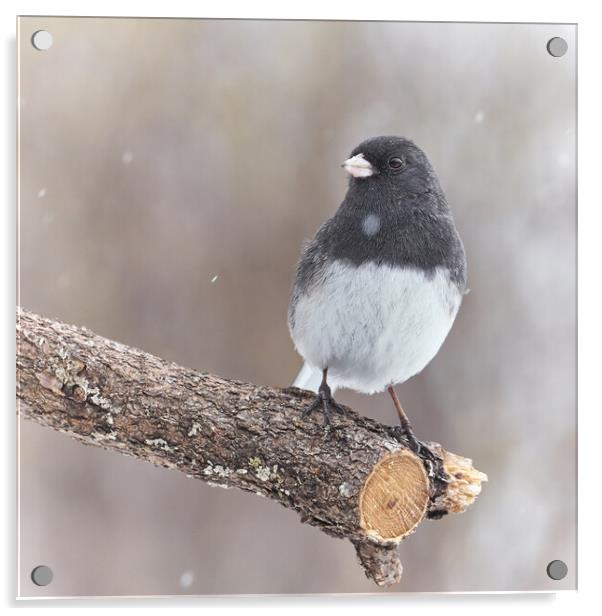 A Dark Eyed Junco on a cold winter day Acrylic by Jim Hughes