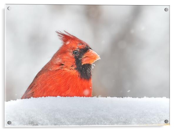 Male  Cardinal in a January snow storm Acrylic by Jim Hughes
