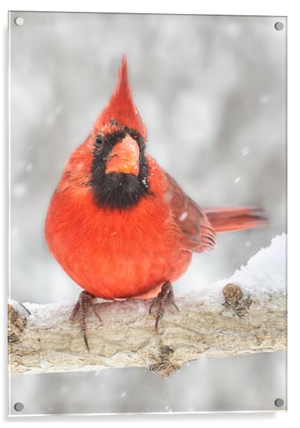Cardinal in the snow Acrylic by Jim Hughes