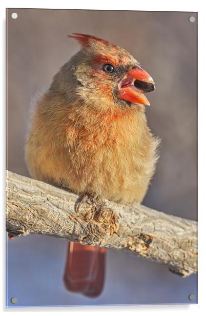 Female Cardinal with sunflower seed Acrylic by Jim Hughes