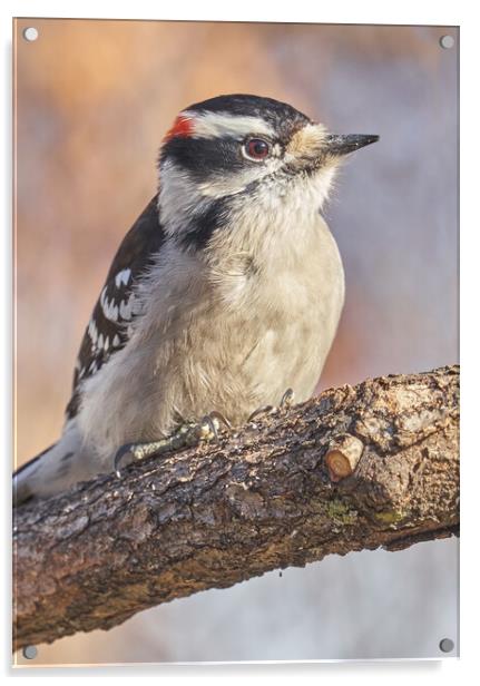 A Downy Woodpecker calmly regards his world on a cold day in Minnesota Acrylic by Jim Hughes